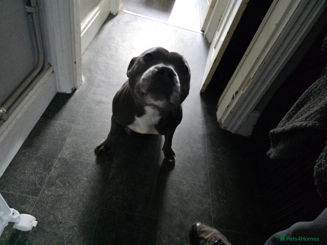 Staffordshire Bull Terrier dogs for sale: Kc Adult blue female staffordshire bull terrier  - Image 3