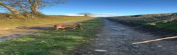 Australian Kelpie dogs for sale: ✨PIP ✨ in Bucknell - Advert 4
