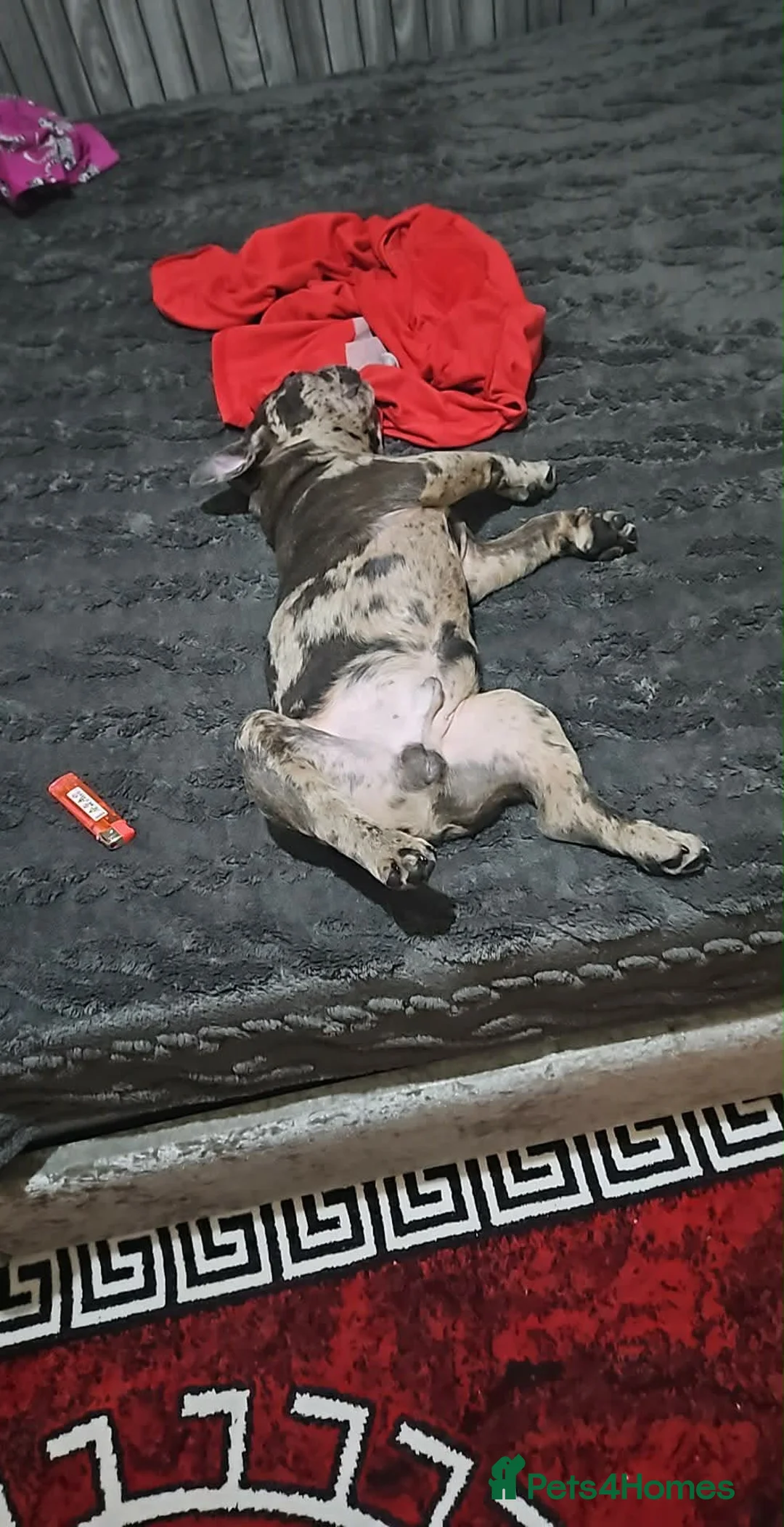 French Bulldog dogs for sale: Alex for rehoming in Glasgow - Advert 5