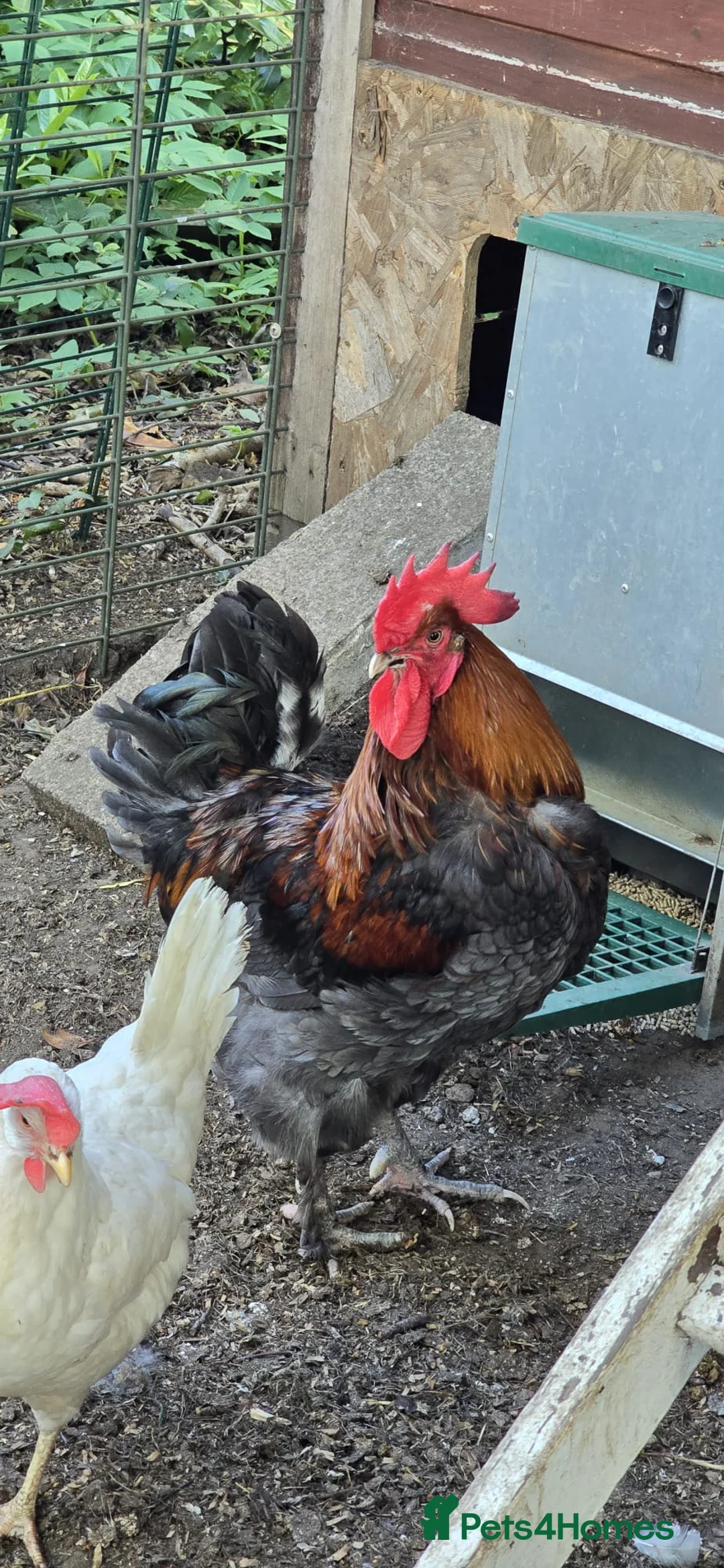 Mixed Breed poultry for sale: Point Of Lay Hens - Advert 2