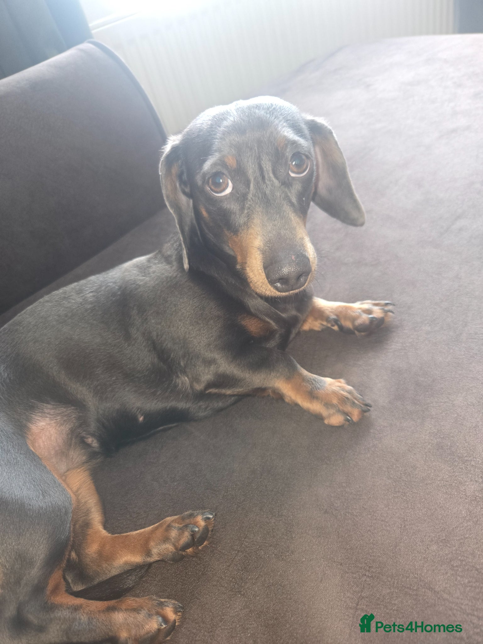Miniature Dachshund dogs Miniture dachshund girl 2 years old - Advert 1