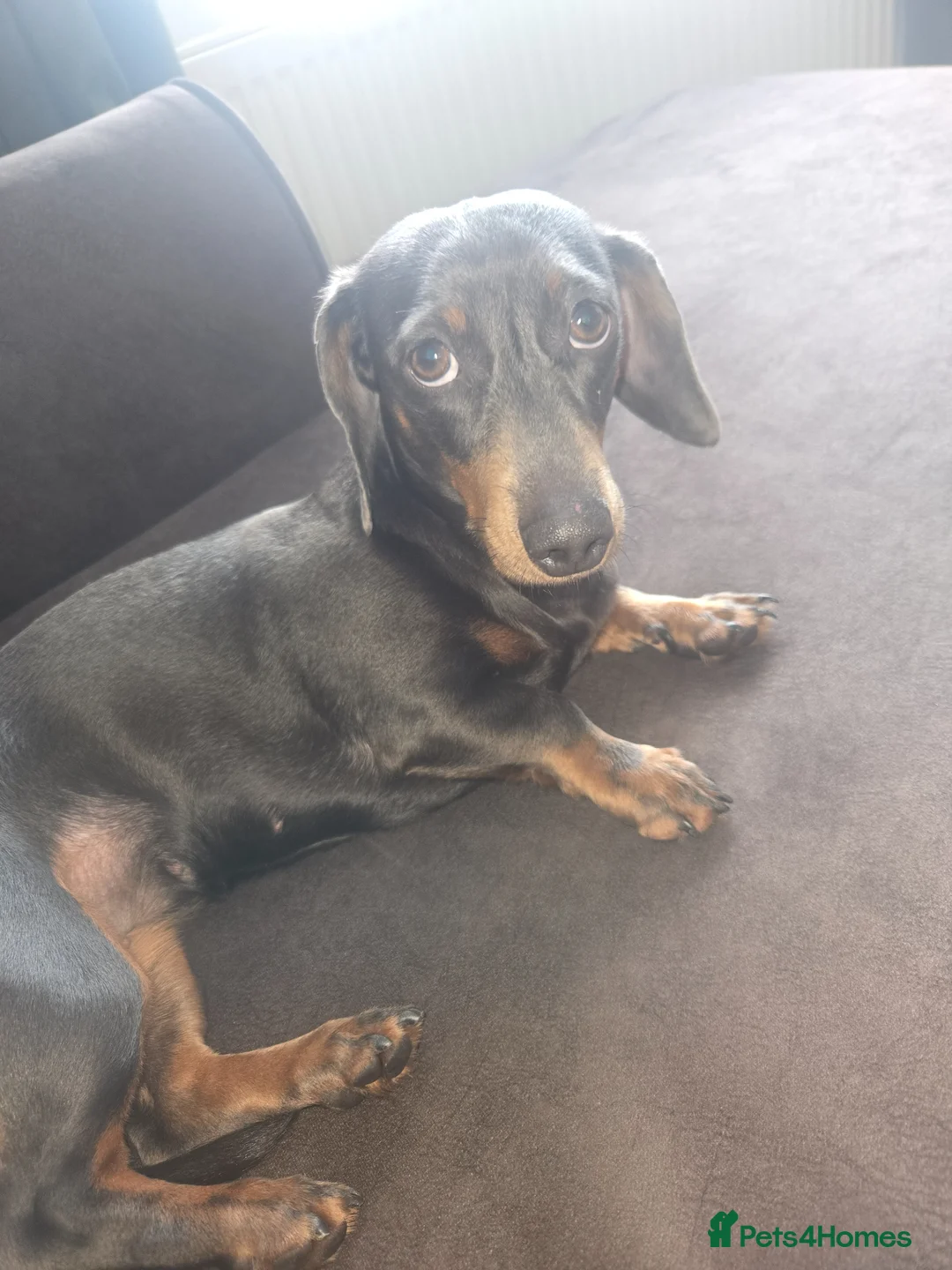 Miniature Dachshund dogs for sale: Miniture dachshund girl 2 years old - Advert 1