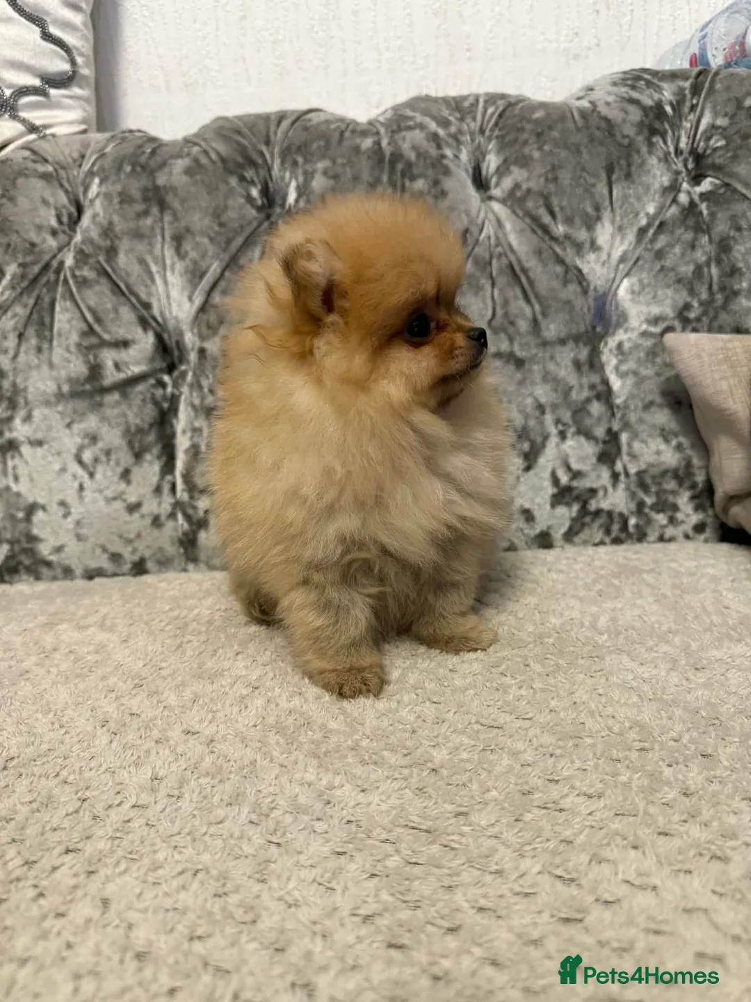 Pomeranian dogs for sale: pomeranian puppies - Advert 11