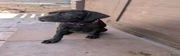 Cane Corso dogs for sale: Black female cane corso puppy  - Advert 7