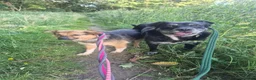 Mixed Breed dogs for adoption: Mandy - Dereham Norfolk  in Dereham - Advert 5