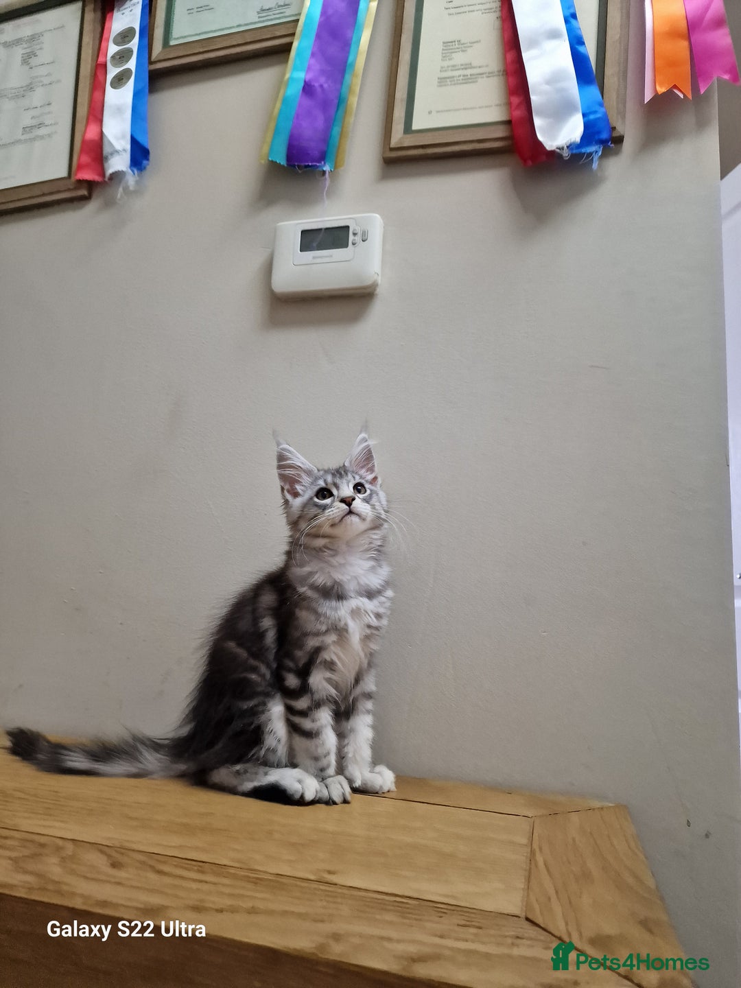 Maine Coon cats for sale: 🥰MC Kittens🥰 - Image 4