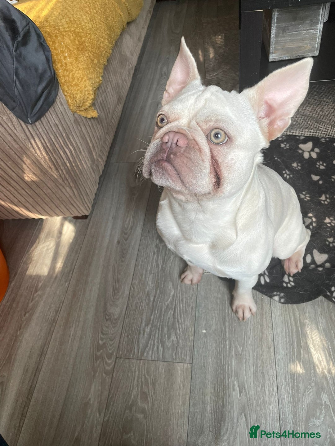French Bulldog dogs for sale: Platinum Male French bulldog 22 months  - Image 7