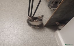 British Longhair cats for sale: Kittens  - Image 9