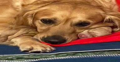 Golden Retriever dogs - Advert 6