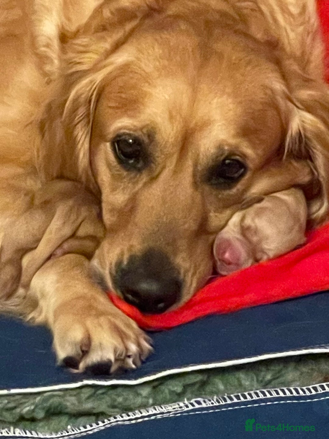 Golden Retriever dogs for sale: Beautiful Golden Retriever boys  - Image 2