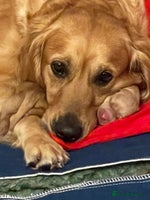 Golden Retriever dogs - Advert 4