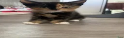Mixed Breed cats for sale: Find them a loving forever home  - Advert 3