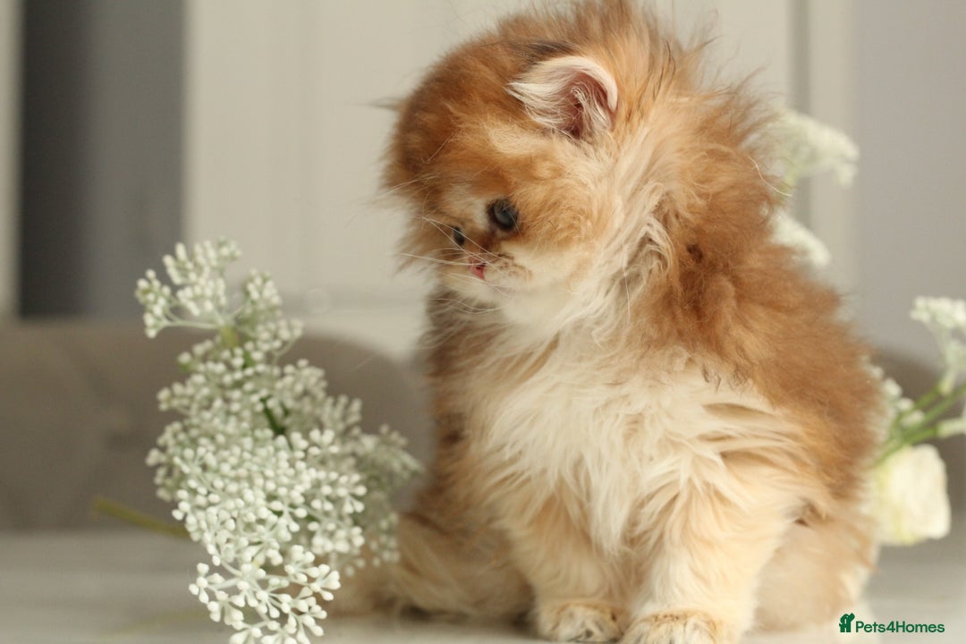 British Longhair cats for sale: Last Golden Chinchilla ny12 LH kitty - Image 9