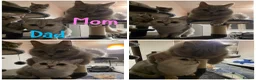 British Shorthair cats for sale: 5 Beautiful British Short hair kittens - Advert 13