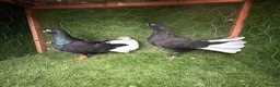 Pigeons birds for sale: Beautiful Quality Pigeons Healthy & Well Cared For - Advert 8