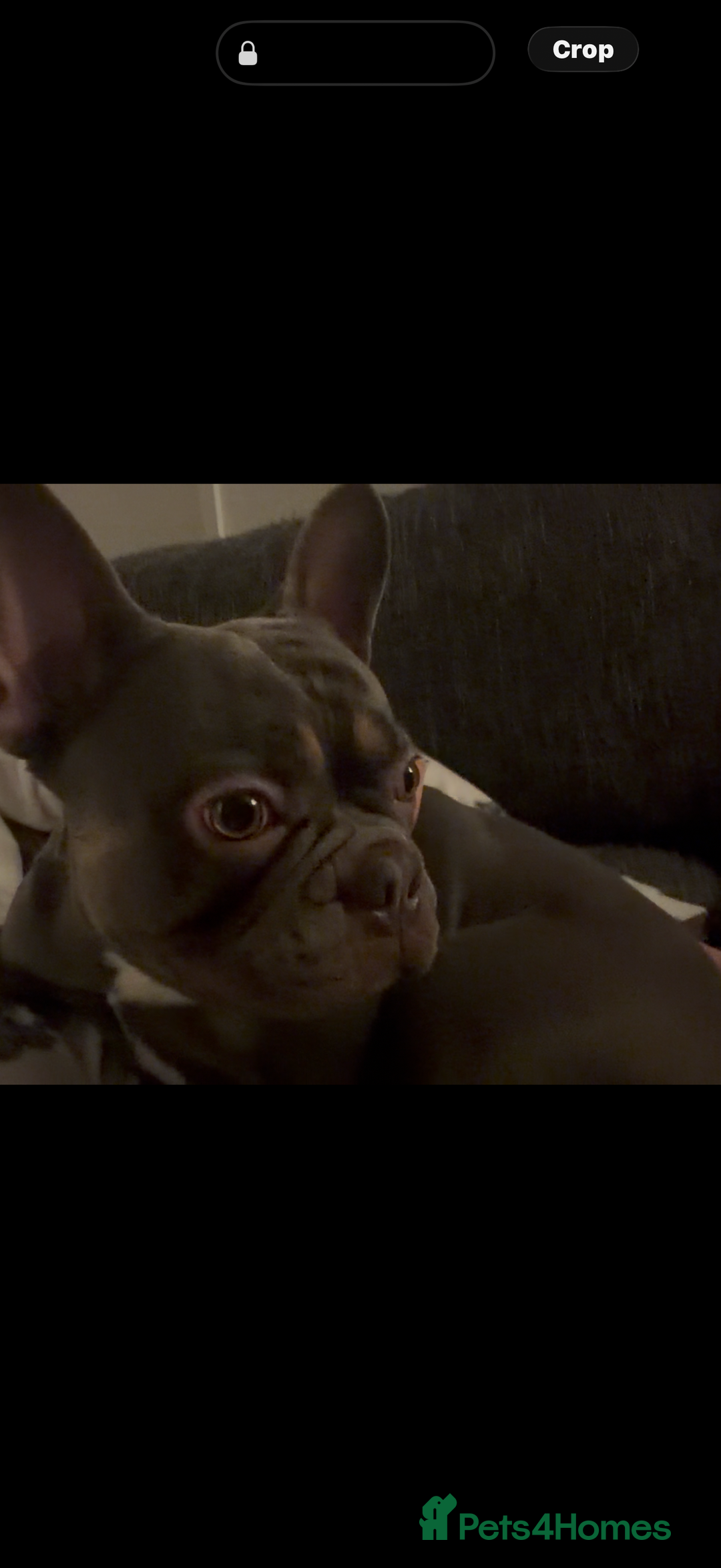 French Bulldog dogs for stud: French bull dog stud  - Advert 4