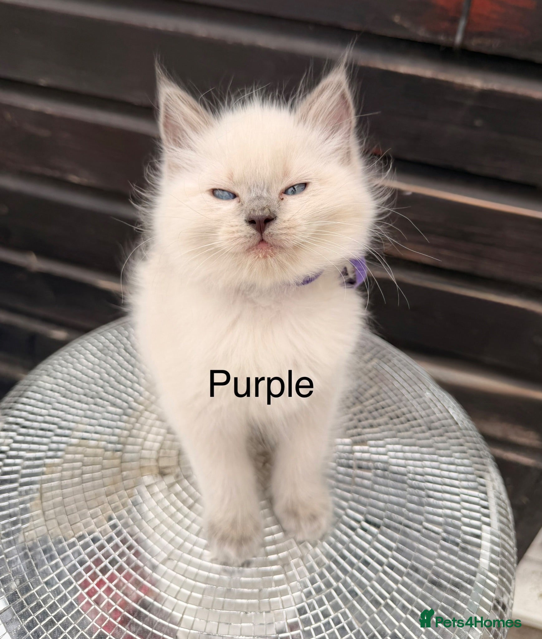 Ragdoll cats Ready now - Purebred blue point ragdolls - Advert 2