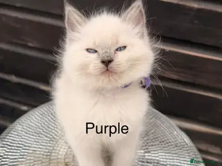 Ragdoll cats Ready now - Purebred blue point ragdolls - Advert 2