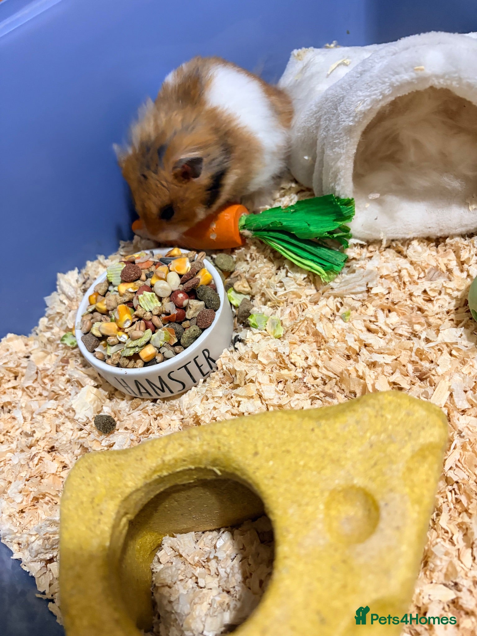 Hamster rodents Hamster, cage and extras  - Advert 3