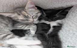 Maine Coon cats for sale: Beautiful half maine coon kitten - Image 3