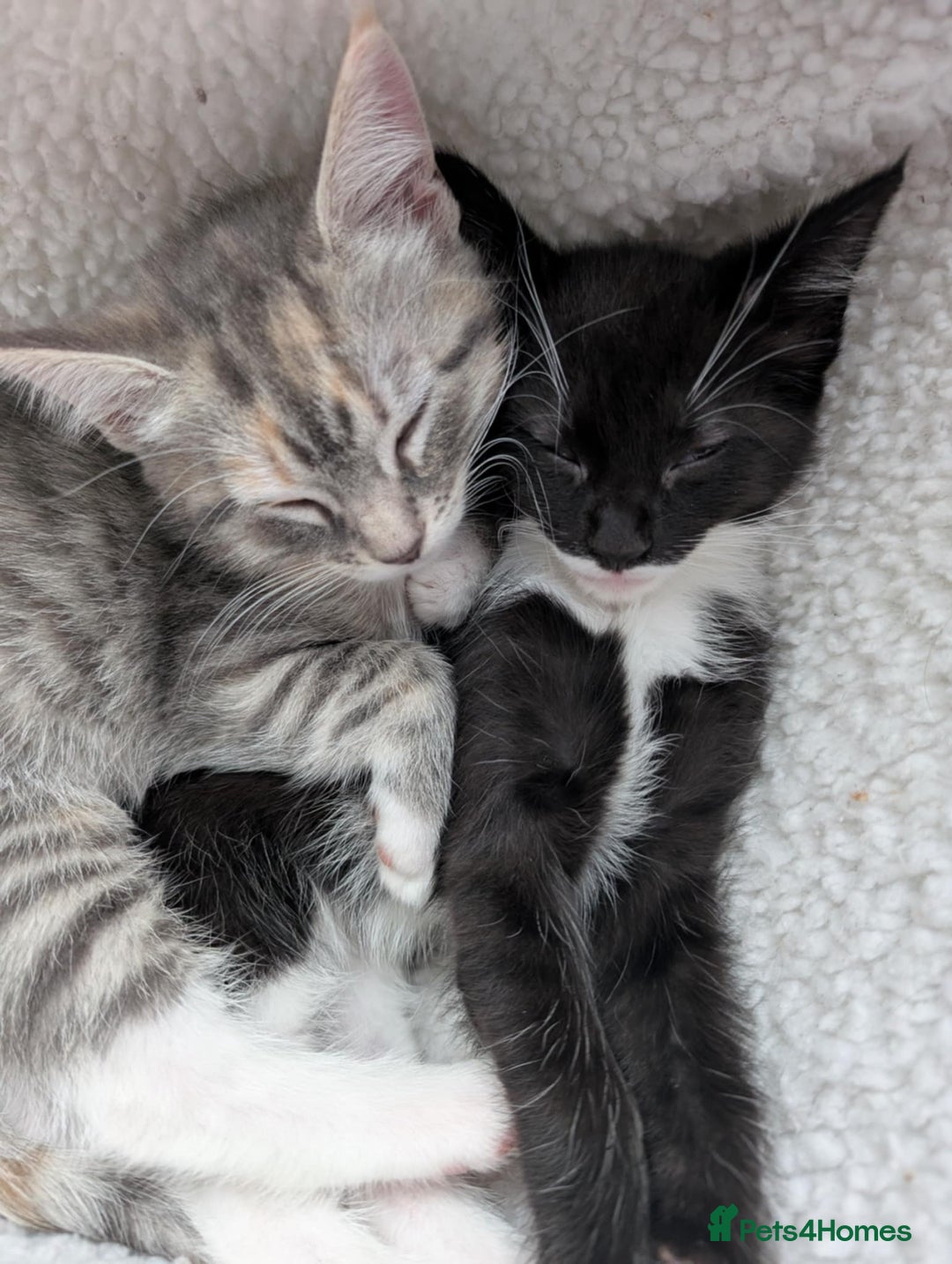 Maine Coon cats for sale: Beautiful half maine coon kitten - Image 3