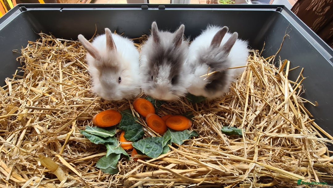 Lionhead rabbits for sale: READY NOW! Beautiful Baby Lionhead Bunnies - Image 5