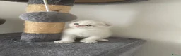 Scottish Fold cats for sale: Adorable Scottish Fold Kittens - Advert 21