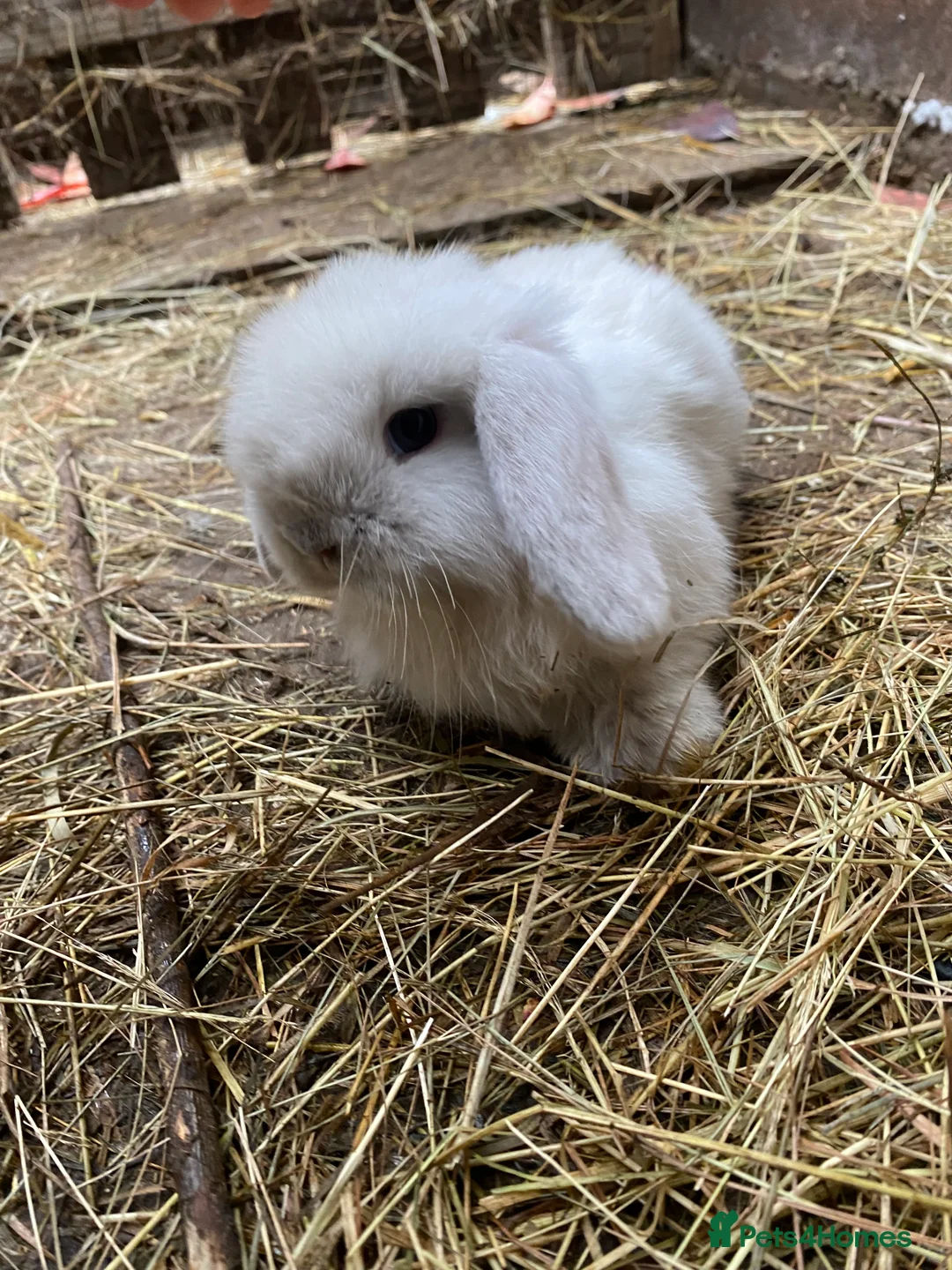 Mini Lop rabbits for sale: 100% Pure Family Bred Seal Point Mini Lop Bunnies - Advert 4