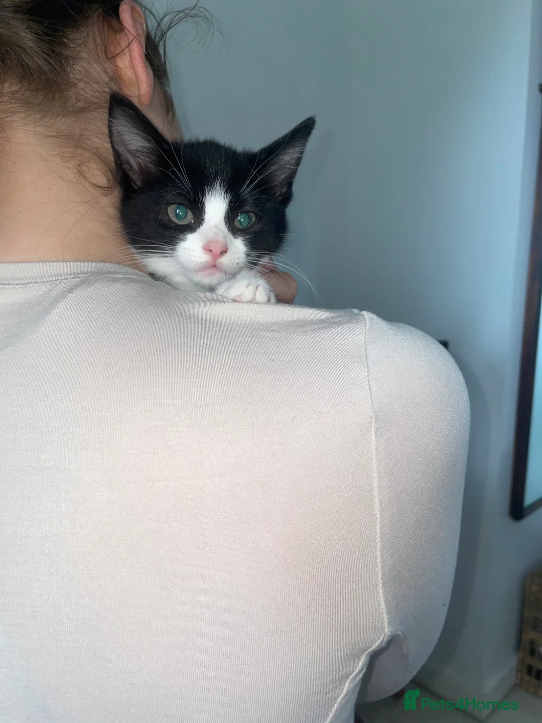 Mixed Breed cats for sale: Black and white kittens available  - Advert 2