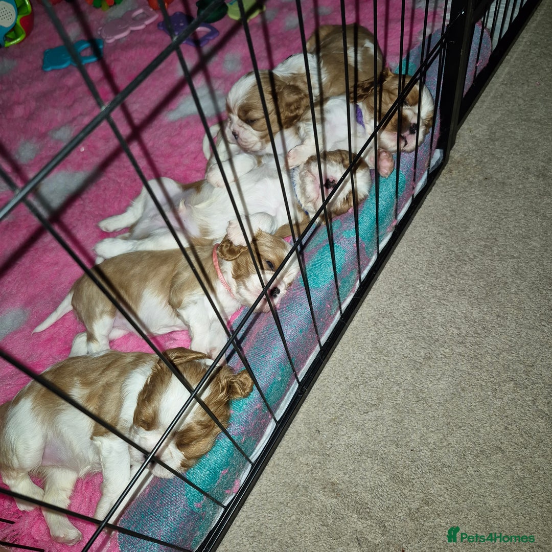Cavalier King Charles Spaniel dogs for sale: KC Registered, Cavalier King Charles Spaniels  - Image 11
