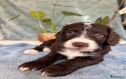 Cockapoo dogs for sale: Cocker Spaniel x Cockapoo Puppies Ready Soon  - Image 20