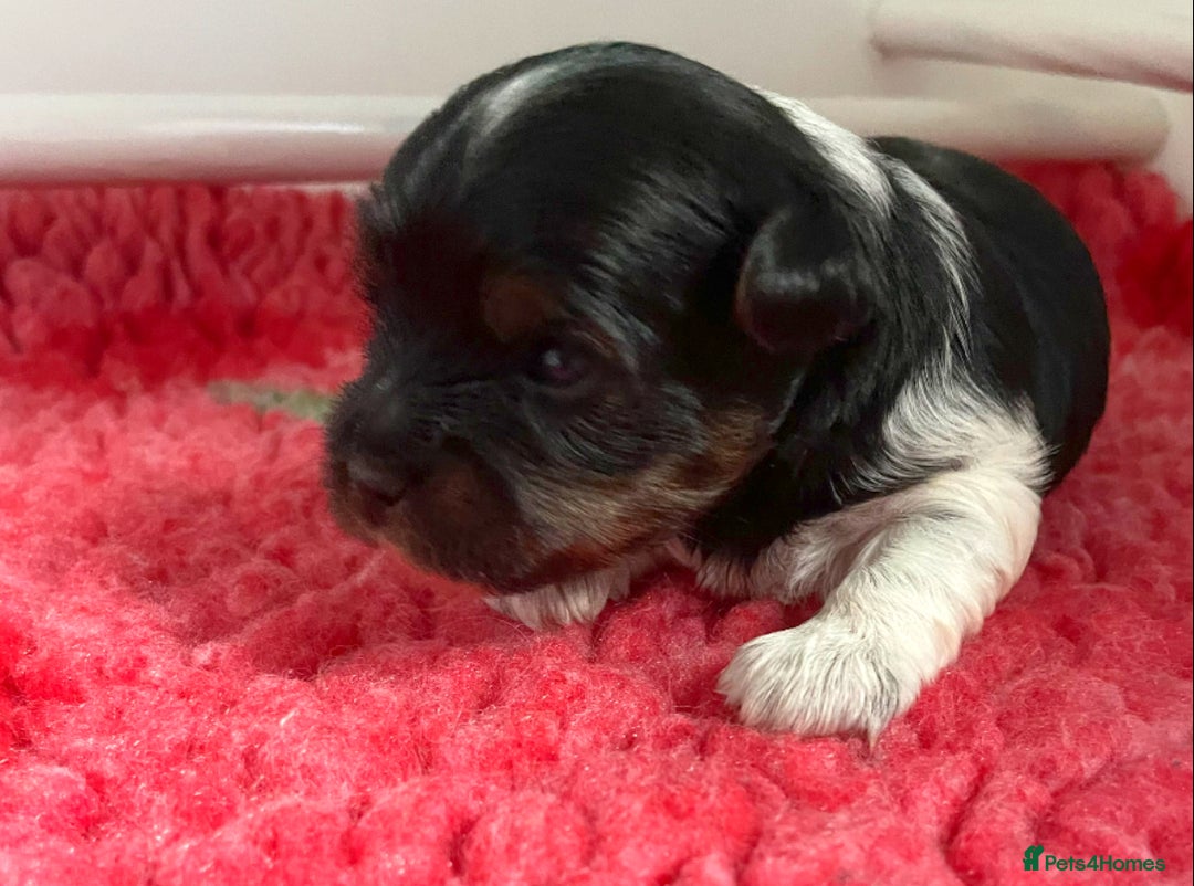 Biewer Terrier dogs for sale: ❗️1 GIRL LEFT ❗️BIEWER YORKSHIRE TERRIER❤️ - Image 13