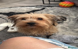 Mixed Breed dogs for sale: Mixed breed Yorkshire terrier - Image 1