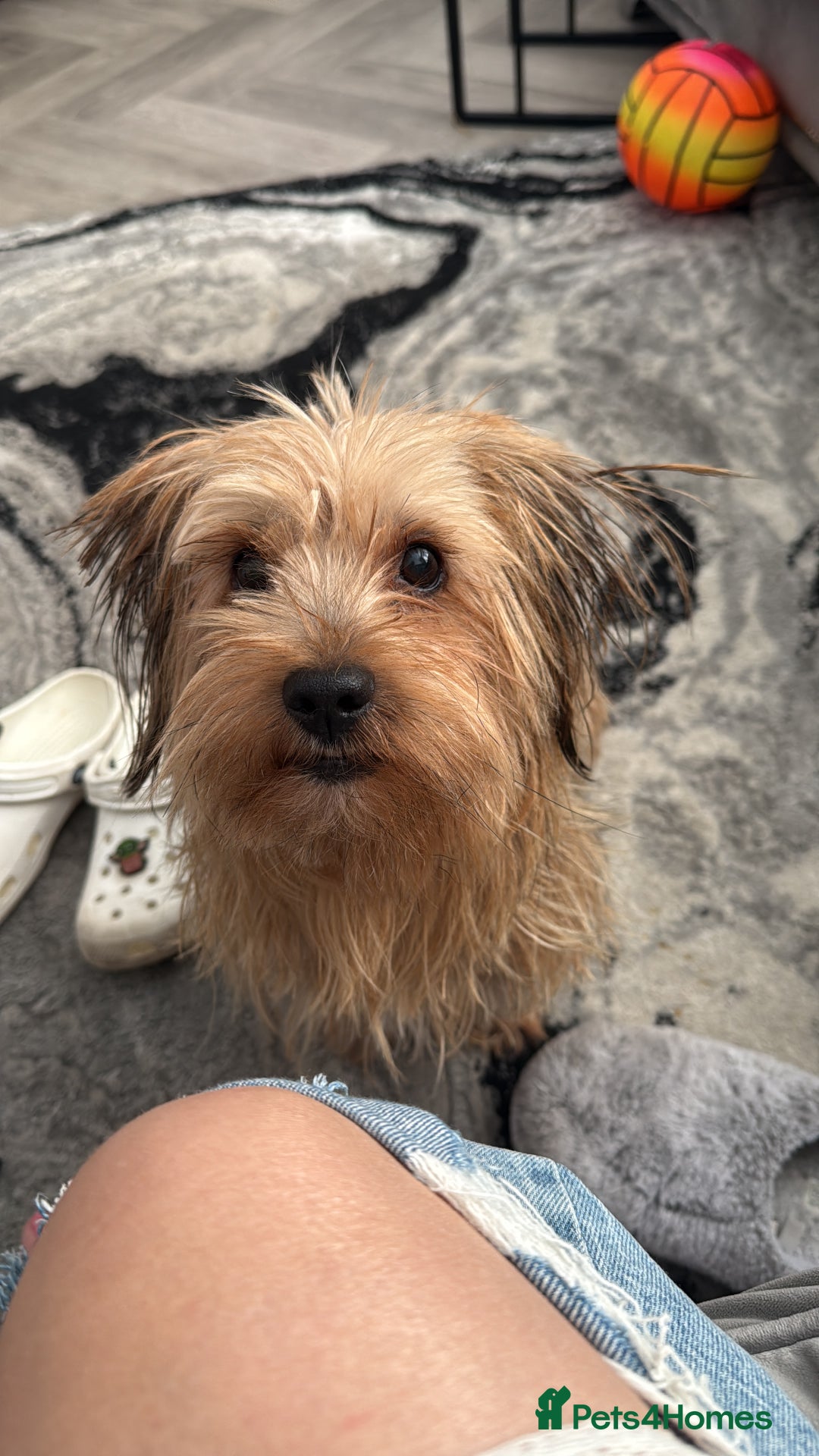 Mixed Breed dogs for sale: Mixed breed Yorkshire terrier - Image 1