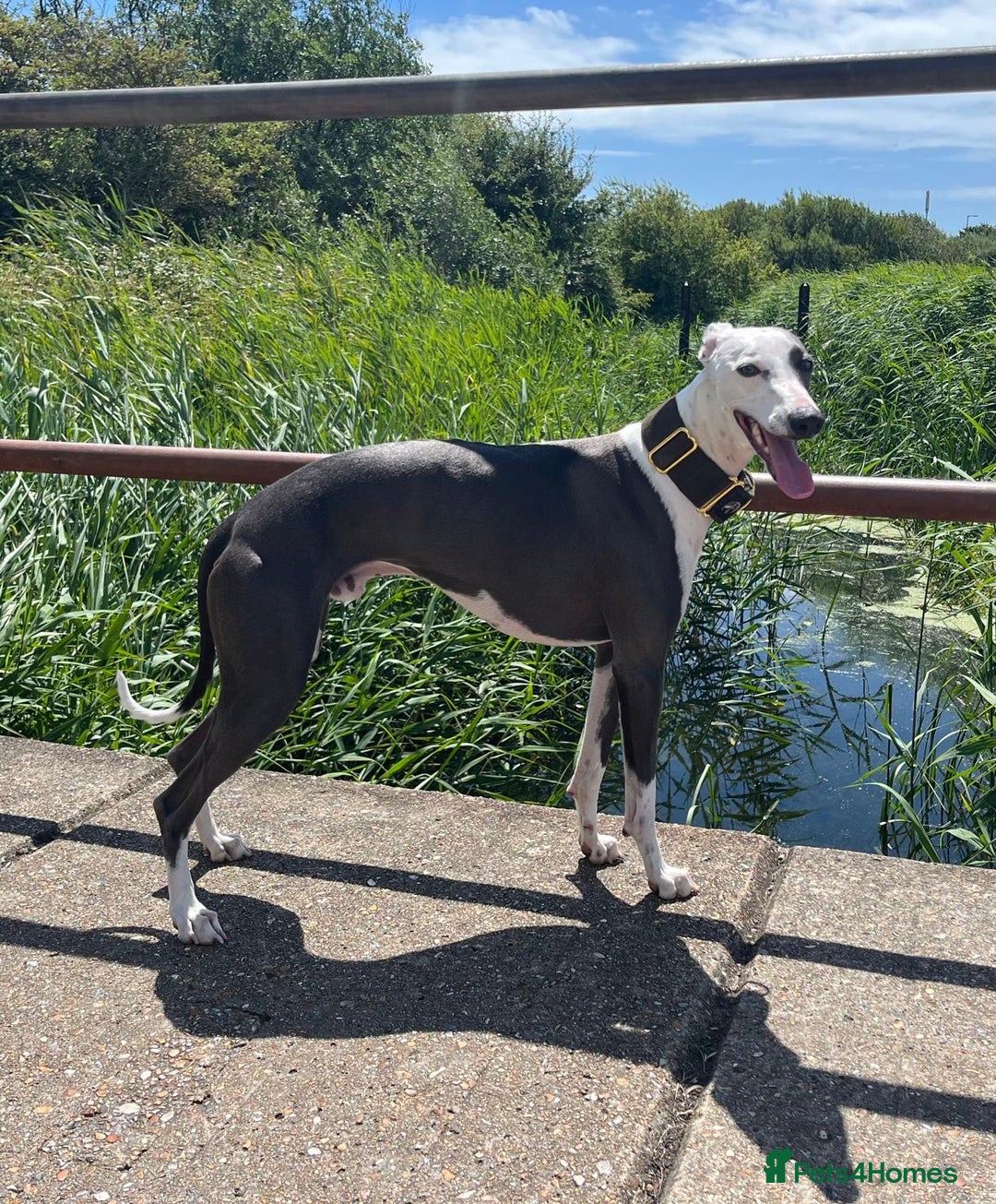 Whippet dogs for stud: Whippet For Stud in Eastbourne - Advert 6