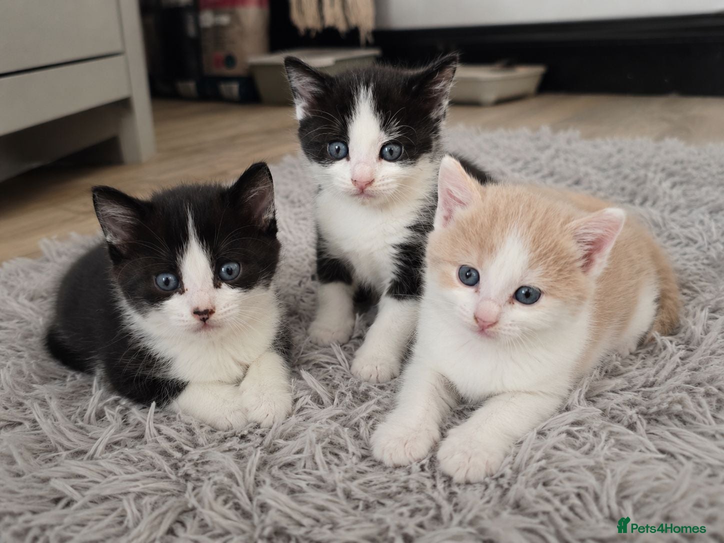 Mixed Breed cats 3 cute playful kittens available  - Advert 9
