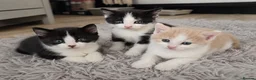 Mixed Breed cats for sale: 3 cute playful kittens available  in Birmingham - Advert 1