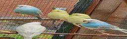 Budgerigars birds for sale: Young budgies for sale. £25 each in Sandbach - Advert 1