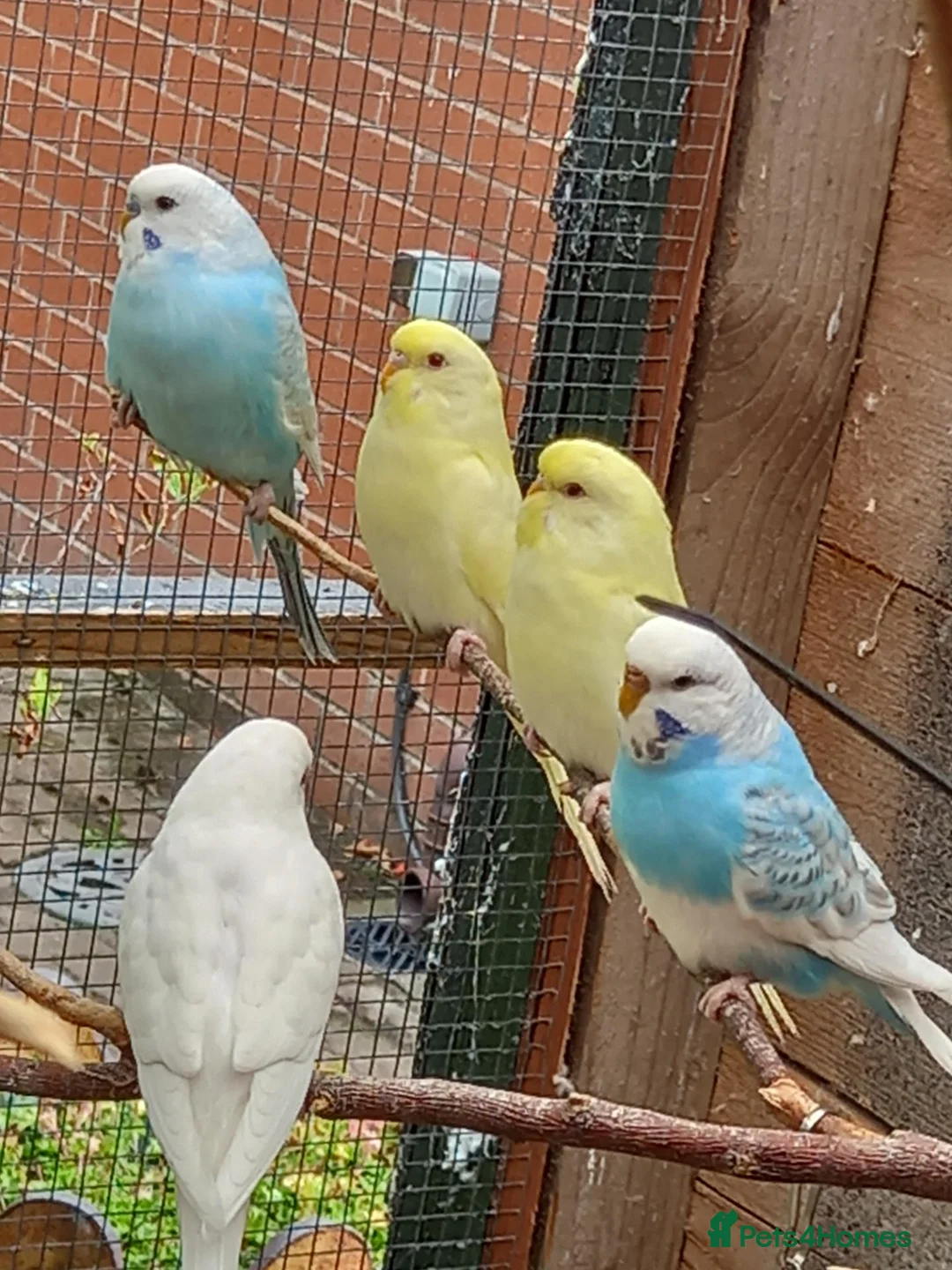 Budgerigars birds for sale: Young budgies for sale. £25 each in Sandbach - Advert 1