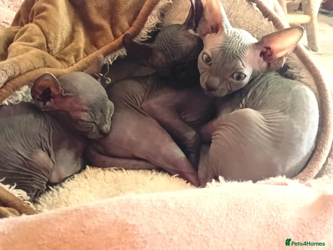 Sphynx cats for sale: Beutiful sphynx Kittens  - Advert 10