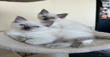 Ragdoll cats - Advert 10