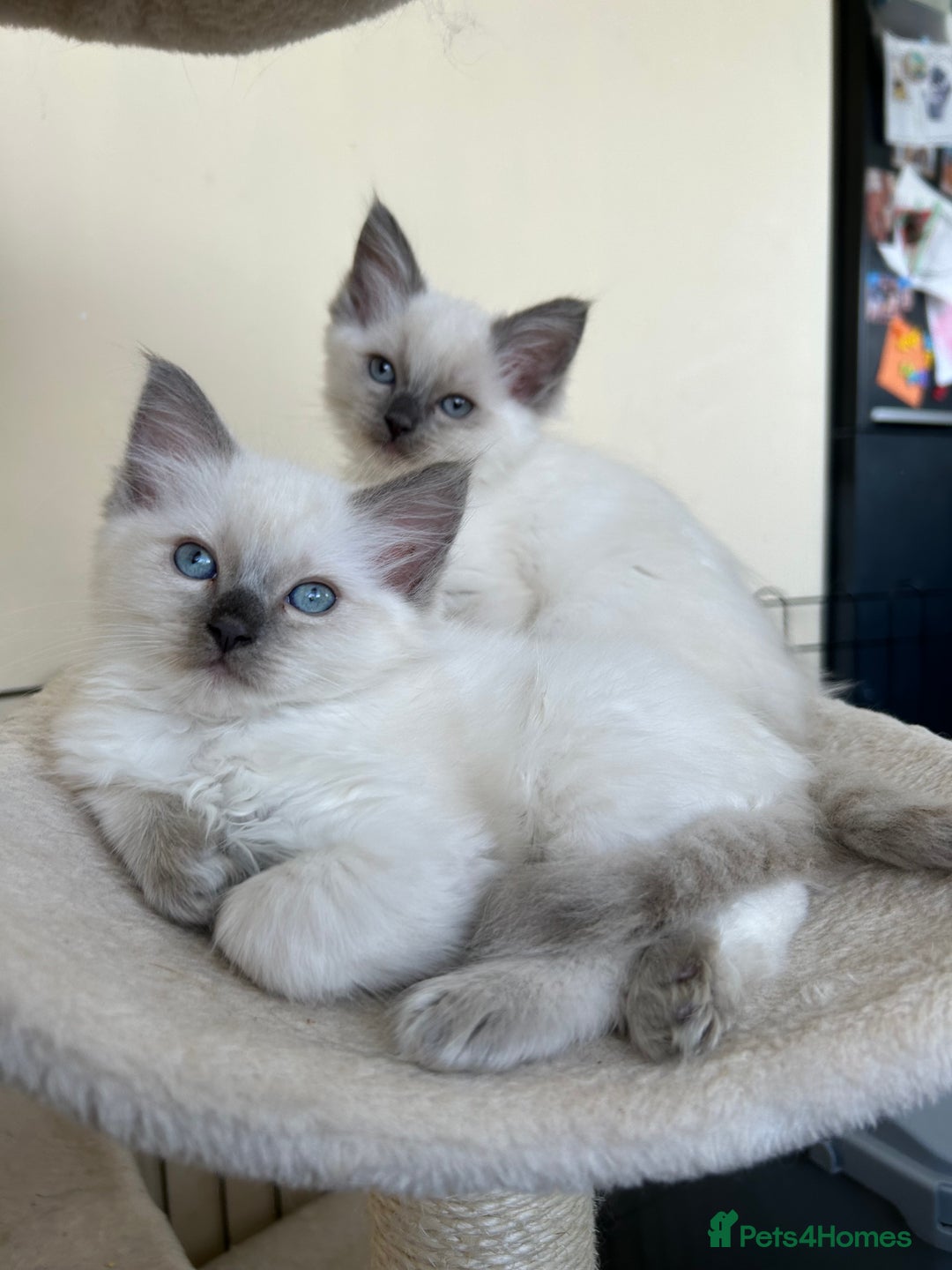 Ragdoll cats for sale: Ragdoll kittens - Image 2