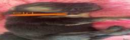 German Shepherd dogs for sale: German shepherd puppies long hair… - Advert 29