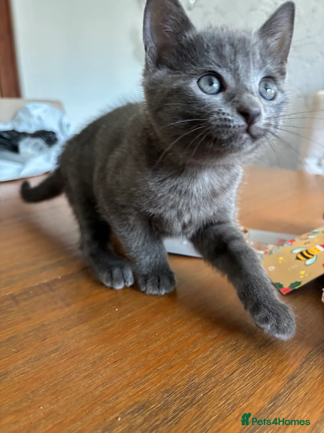 Domestic Shorthair cats for sale: Beautiful grey kittens available from 15 February  - Advert 6