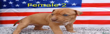 American Bull Staffy 6