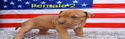 American Bull Staffy dogs for sale: American bull - Advert 34