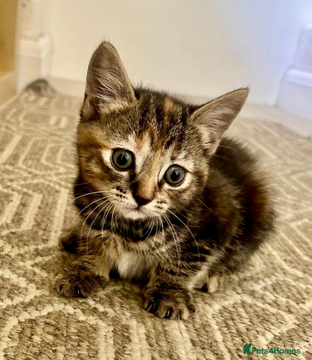 Mixed Breed cats for sale: 🐾 Adorable Tabby Kittens Looking for Their Homes! - Image 6