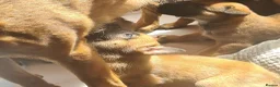 Belgian Shepherd Dog dogs for sale: Belgian malinois x german shepherd  - Advert 3