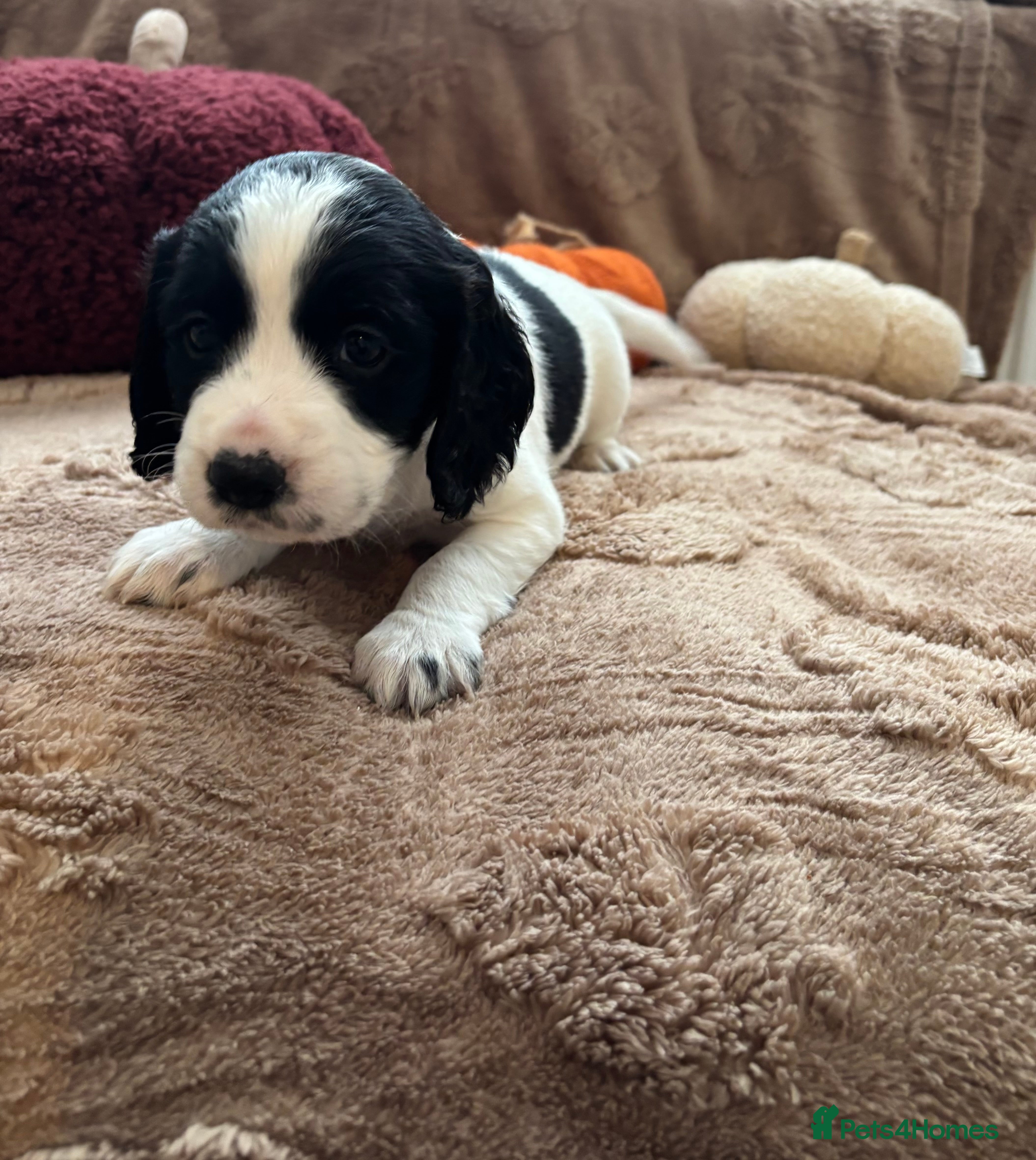 Cocker Spaniel dogs 8 STUNNING WORKING COCKER PUPS 🐶🐾 - Advert 2