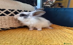 Lionhead rabbits for sale: Lionhead Babies for Sale  - Image 19